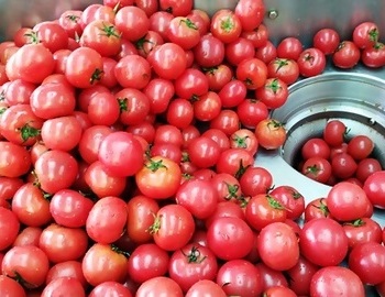 토마토,햇토마토즙 만들기.