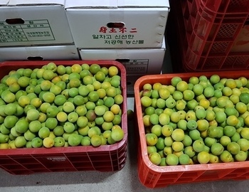 매샐로 만든 황매실, 황매실로 만든 매실주스.