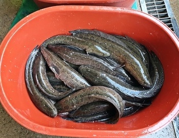 2019년 자연산 가물치