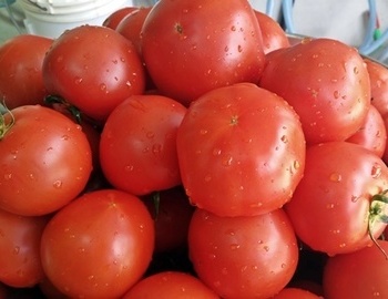 토마토는 좋은 음료다