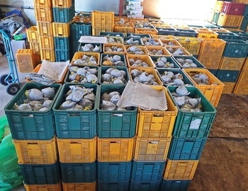 배즙,배도라지즙,도라지배즙,