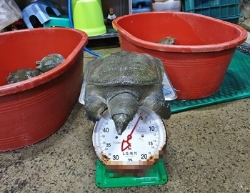 자라,자라즙,용봉탕,토종자라활력식품.