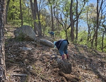 약산에 산양산삼