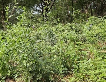 내산에 산약초들~~