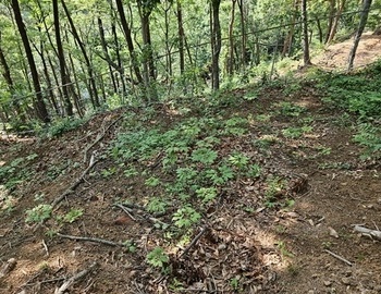 내산에 산삼이 예쁘게 자랍니다.