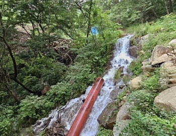 올해 산양삼 농사 입니다.