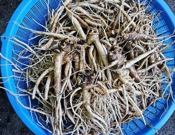 내산에 도라지, 내산에 산양삼 대룡 산양삼 농원.