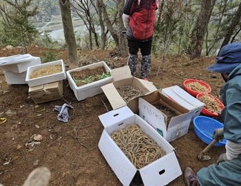 봄 의 생동 산양삼.