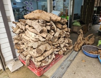 생칡즙