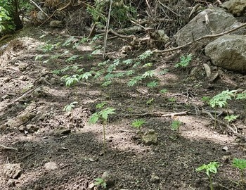 산삼 잘자라고  있네요