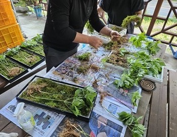 산양산삼 판매