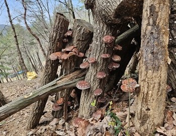 표고버섯