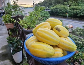 텃밭에서 참외수확, 첫 수확 입니다.