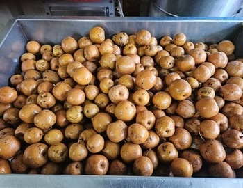 산돌배 진가(서리맞은)