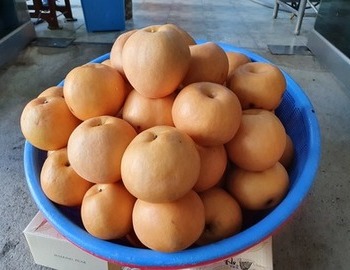 배,돌배,호박,유자,키위,석류 수확기.