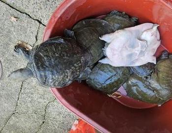 오늘은자라작업.