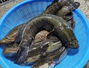 가물치 늪속에 자연산 !!