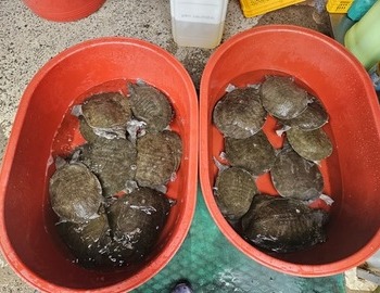 자라는 생소 하시죠!