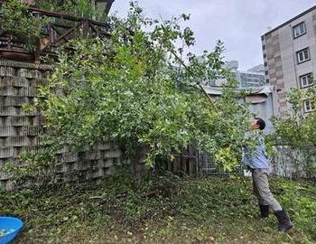 대추땄어요