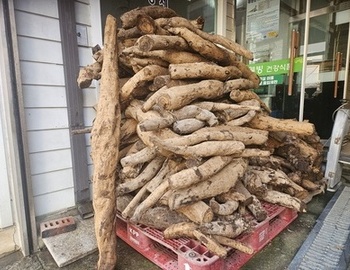 생칡즙 원료는 생칡.