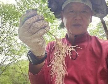 싹이 돋는 산양삼 밭을 돌아본다