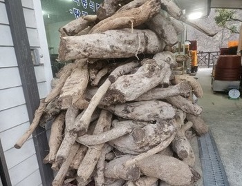 오늘 칡 들어 왔어요