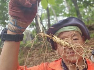 7년근 산양산삼 5뿌리, 10뿌리(산양산삼은 선물용 특판중 한시 판매 입니다)