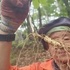7년근 산양산삼 5뿌리, 10뿌리(산양산삼은 선물용 특판중 한시 판매 입니다)